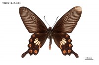 藏品(紅珠鳳蝶)的圖片